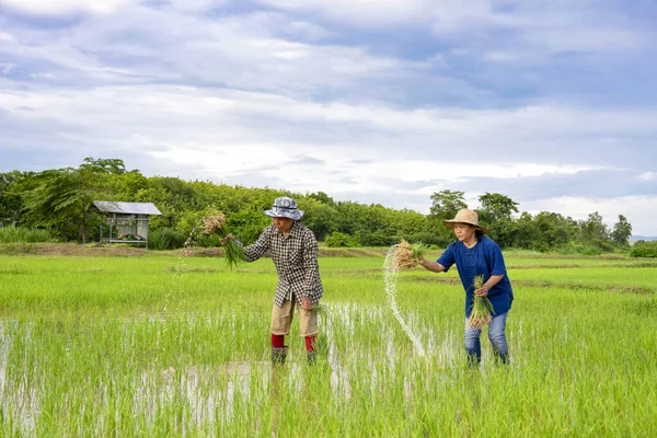 female farmers doing the process of rice planting in the season of Thai farmers, asian agriculturist working on the organic paddy  field