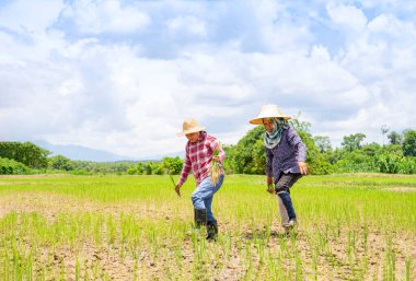 Güneşli bir günde çeltik tarlasında çalışan iki Asyalı kadın çiftçi. Tayland 'da yağmur mevsiminde mevsimlik pirinç ekme kavramı.