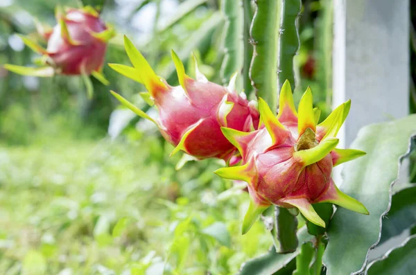 Pink Ripe Dragon Fruits Hanging Its Tree Ready Harvest Concept — Stock Photo, Image