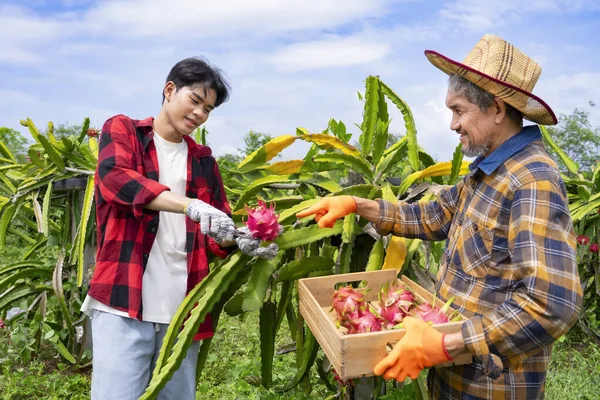 dragon fruit farmers working in farm, happy family,young adult son cutting dragon fruit on its tree,senior father collect dragon fruits in wooden crate,concept of farmer lifestyle in harvesting season