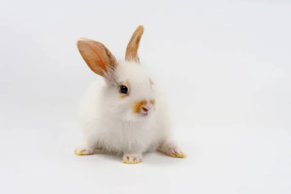 Ritratto Giovane Coniglio Soffice Bianco Marrone Coniglietto Adorabile Isolato Sfondo — Foto Stock
