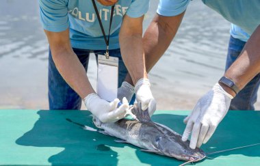 Nesli tükenmek üzere olan nadir balık türlerinin korunması, doğal kaynaklar ve çevresel koruma için nehir kenarında balık üretmek üzere mikroçip enjekte eden bir biyolog tarafından yönetilen gönüllüler.