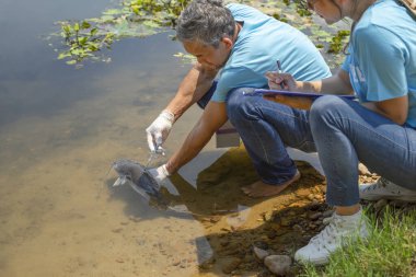 Nehirde balık üretmek için mikroçip enjekte eden olgun erkek biyolog ve genç bir kadın yardımcı verileri kaydediyor. Nesli tükenmek üzere olan nadir balık türlerinin korunması için gönüllüler kavramı.