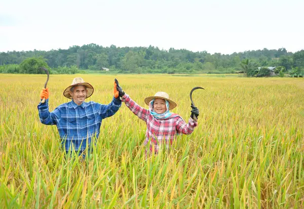 asian couple farmers one hand doing high five together other hand hold a sickle standing in golden mature rice field,concept of rice agricultural,harvesting season,business,industry