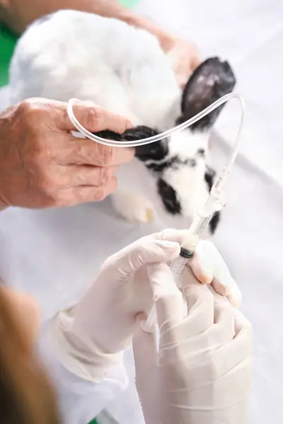 veterinary hands injecting medication to rabbit and helper hands holding a bunny, concept rabbit sick,rabbit admission, rabbit treatment in clinic or animal hospital