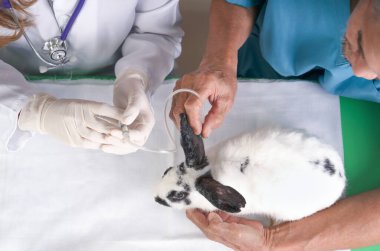 Veteriner elleri tavşan ve yardımcı ellere ilaç enjekte ediyor. Tavşan hastalığı, konsept tavşan hastalığı, tavşan istismarı, klinikte ya da hayvan hastanesinde tavşan tedavisi.