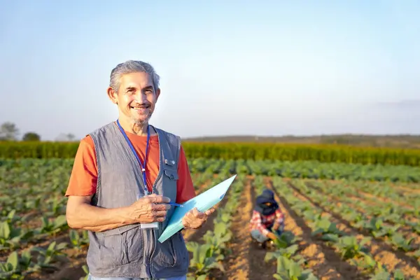 portrait asian mature man,researcher or agronomist working in growing cultivation of tobacco to examines and collect data on crop production management