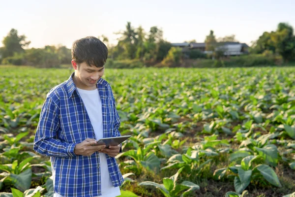 young modern asian farmer using digital tablet examines and collect data on crop production management in cultivation of tobacco,concept of smart farming and digital agriculture.