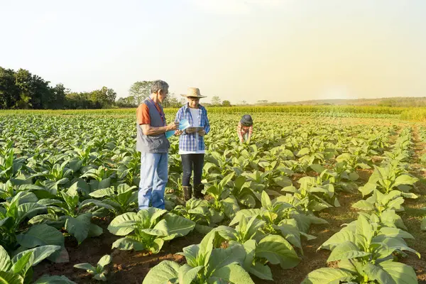 new generation farmer holds digital tablet,talking to mature man researcher that holds a document,standing in cultivation of tobacco,a worker working in farm,research and innovation,modern agriculture