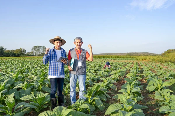 new generation farmer holds digital tablet,mature man researcher holds a document,standing and doing hand fist in tobacco growing area,a worker work in farm,research and innovation,modern agriculture