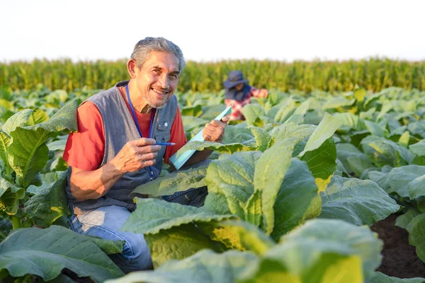 asian mature man,researcher or agronomist working in growing cultivation of tobacco to examines and collect data on crop production management