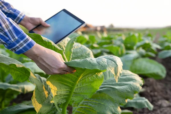new generation farmer hand holds digital tablet while examine tobacco leaf,smart farmer working in farm,concept of modern agriculture,research and innovation