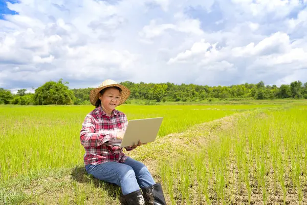 middle aged female farmer sitting on the rice field dike and using laptop technology checks growing rice quality in organic paddy field,concept of smart farmer,technology in agriculture