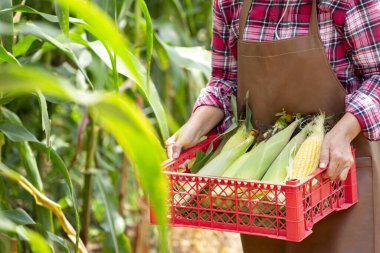Kadın çiftçi elleri mısır tarlasında hasat edilmiş mısır sepeti taşıyor.