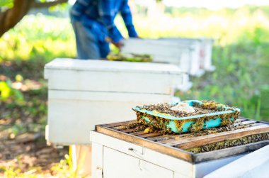 Bahar başlarında çiçek poleninin nektar eksikliği nedeniyle açlığı önlemek için bal peteği, arıcılık, şeker bazlı ek yem içeren ahşap çerçeveli sepetin içinde granüle edilmiş arılar kolonisi.