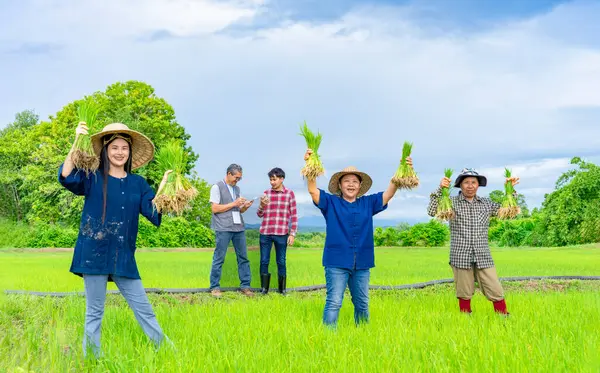 stock image asian female farmers holding young rice sprouts in rice field,an experienced researcher interview young man smart farmer in paddy field,concept rice cultivation,rice research and development