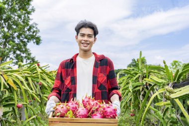 Tahta sandıkta ejderha meyvesi hasatlı genç bir çiftçinin portresi ejderha meyve ekiminde duruyor.