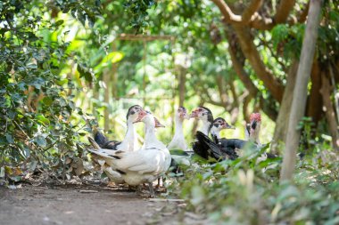 Gündüz kırsal bir çiftlikte yürüyen ördek sürüsü, tarım ördekleri çiftliği