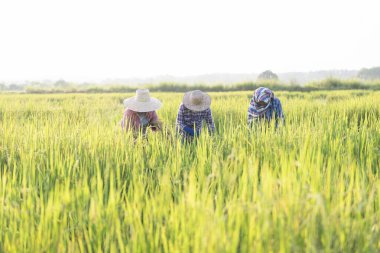 Organik çeltik tarlalarında çalışan Asyalı pirinç çiftçileri, hasat mevsiminde çalışan bir grup kadın, pirinç tarımı, ekonomik mahsul, Asya, iş dünyası, sanayi