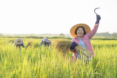 Bir elinde pirinç hasadı, diğer elinde orak tutan, organik pirinç tarlasında, pirinç tarlasında, ekonomik mahsulde, Asya 'da, iş dünyasında, endüstride duran bir kadın çiftçinin portresi.