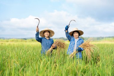 Bir elinde pirinç hasadı, diğer elinde orak tutan, organik pirinç tarlasında, pirinç tarlasında, ekonomik mahsulde, Asya 'da, iş dünyasında, endüstride duran bir kadın çiftçinin portresi.