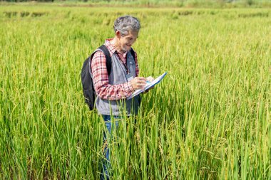 Çeltik tarlasında pirinç ekimi, pirinç araştırması, pirinç tarımı geliştirme çalışmalarını incelerken panoya evrak yazan tarımcı ya da araştırmacı.