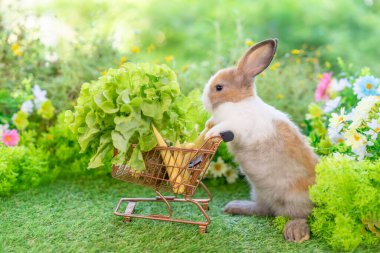 Beyaz kahverengi tavşan sebze alışveriş arabasını itiyor, arka planda doğa, konsept paskalya tavşanı 