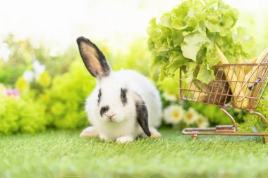 Genç beyaz kahverengi tavşan sebze alışveriş arabasıyla çimenlerin üzerinde uzanıyor. Doğada sevimli tüylü tavşan.