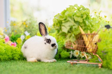 Sebze alışveriş arabasıyla yeşil çimlerde oturan sevimli tavşan, sağlıklı yiyecekler, doğa arka planında sevimli tavşan. 