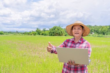 Modern çiftçi teknoloji geliştirme kavramı, dizüstü bilgisayar tutan orta yaşlı kadın çiftçi ve genç çeltik tarlasında başparmak dikmek.
