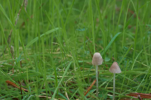 stock image mushrooms nature natural green grass forest outdoor fresh