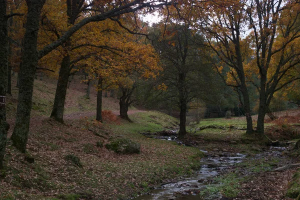 Bos Uitzicht Landschap Natuur Openlucht Bomen Bladeren — Stockfoto
