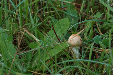 Mantar doğası. Sonbahar şapkası.