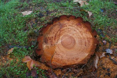 Ağaç gövdesi kavanozları talaş, kahverengi çam kabuğu.
