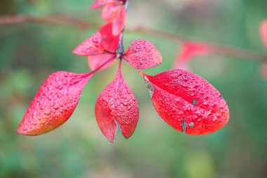 Ağaç yaprakları sonbahar dalları bitki örtüsü.