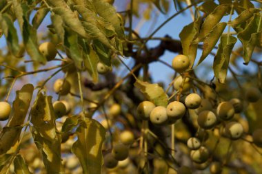 Ağaç yaprakları sonbahar dalları bitki örtüsü.