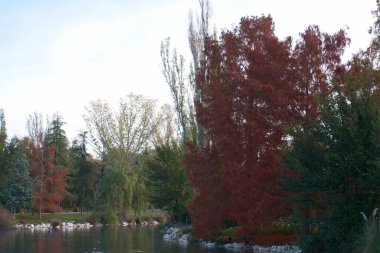 Ağaç yaprakları sonbahar dalları bitki örtüsü.