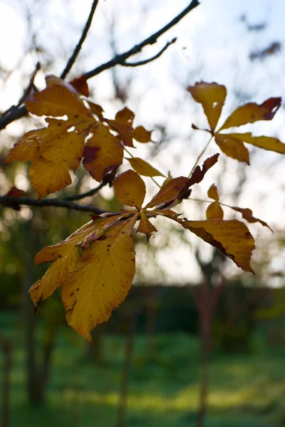 Осенние Листья Ветви Растений — стоковое фото