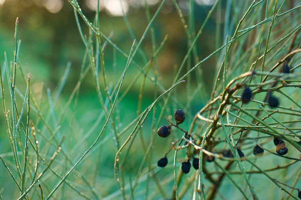 Rostlina Ostružiny Podzim Příroda Černá Makro Jíst Větev — Stock fotografie
