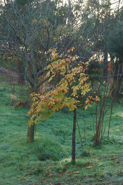 Träd Blad Gren Höst Växt Natur Flora Spanien — Stockfoto