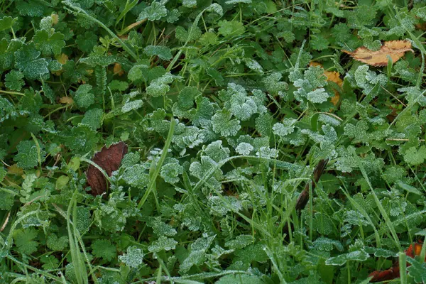 stock image grass plant green pattern leafs park autumn nature