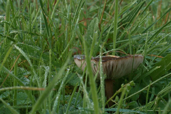 Champignon Nature Automne Chapeau Automne Forêt Naturel Manger — Photo