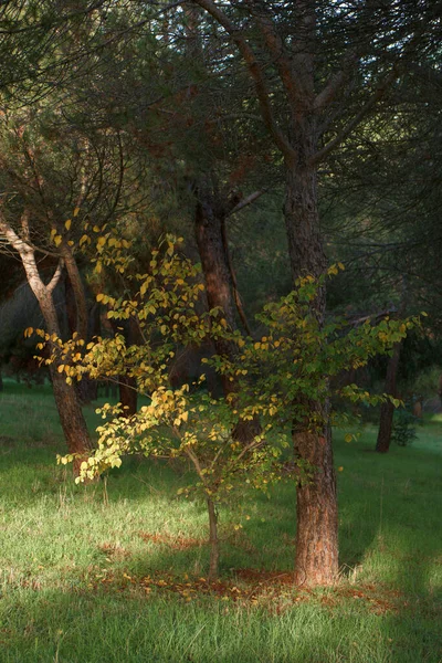 Φύλλα Δέντρων Κλαδί Φθινόπωρο Φυτό Φύση Χλωρίδα Ισπανία — Φωτογραφία Αρχείου