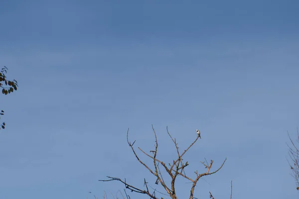 Vogel Tier Natur Park Flügel Schnabel Federn — Stockfoto
