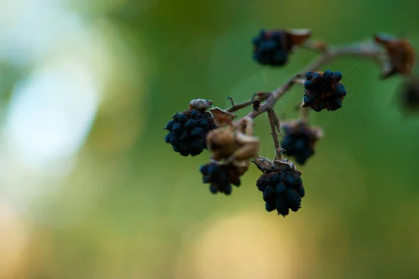 Bitki böğürtlen güz doğası siyah makro yemek dalı