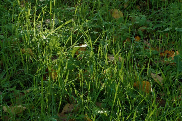 Trawa Roślin Zielony Wzór Liści Park Jesień Natura — Zdjęcie stockowe