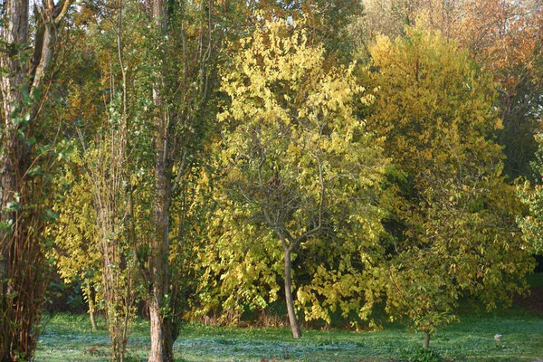 Ağaç yaprakları sonbahar dalları bitki örtüsü.