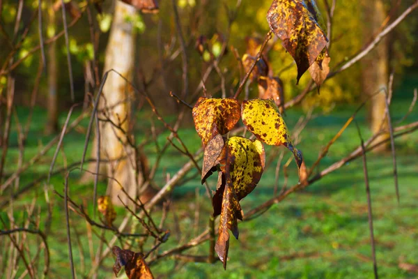 Árvore Folhas Ramo Outono Planta Natureza Flora Espanha — Fotografia de Stock
