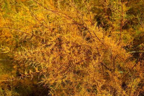 木の葉枝秋の植物自然植物スペイン — ストック写真