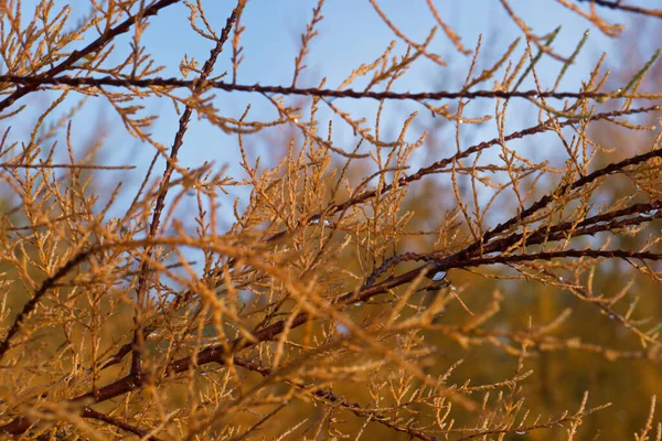Levelek Ősz Növény Természet Flóra Spanyolország — Stock Fotó